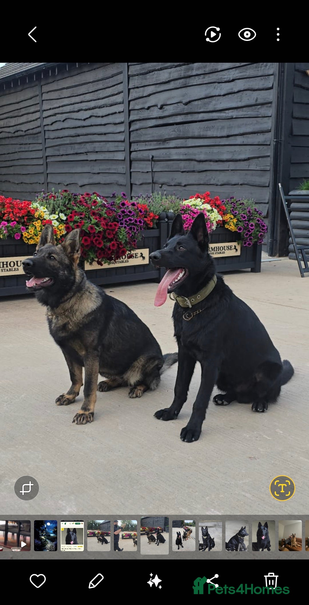 German Shepherd dogs for sale: Pure german shepherd cz - Advert 4