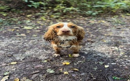 Cocker Spaniel dogs for sale: Amazing 1 year old cocker spaniel boy  - Image 15