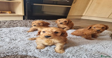 Cockapoo dogs - Advert 7