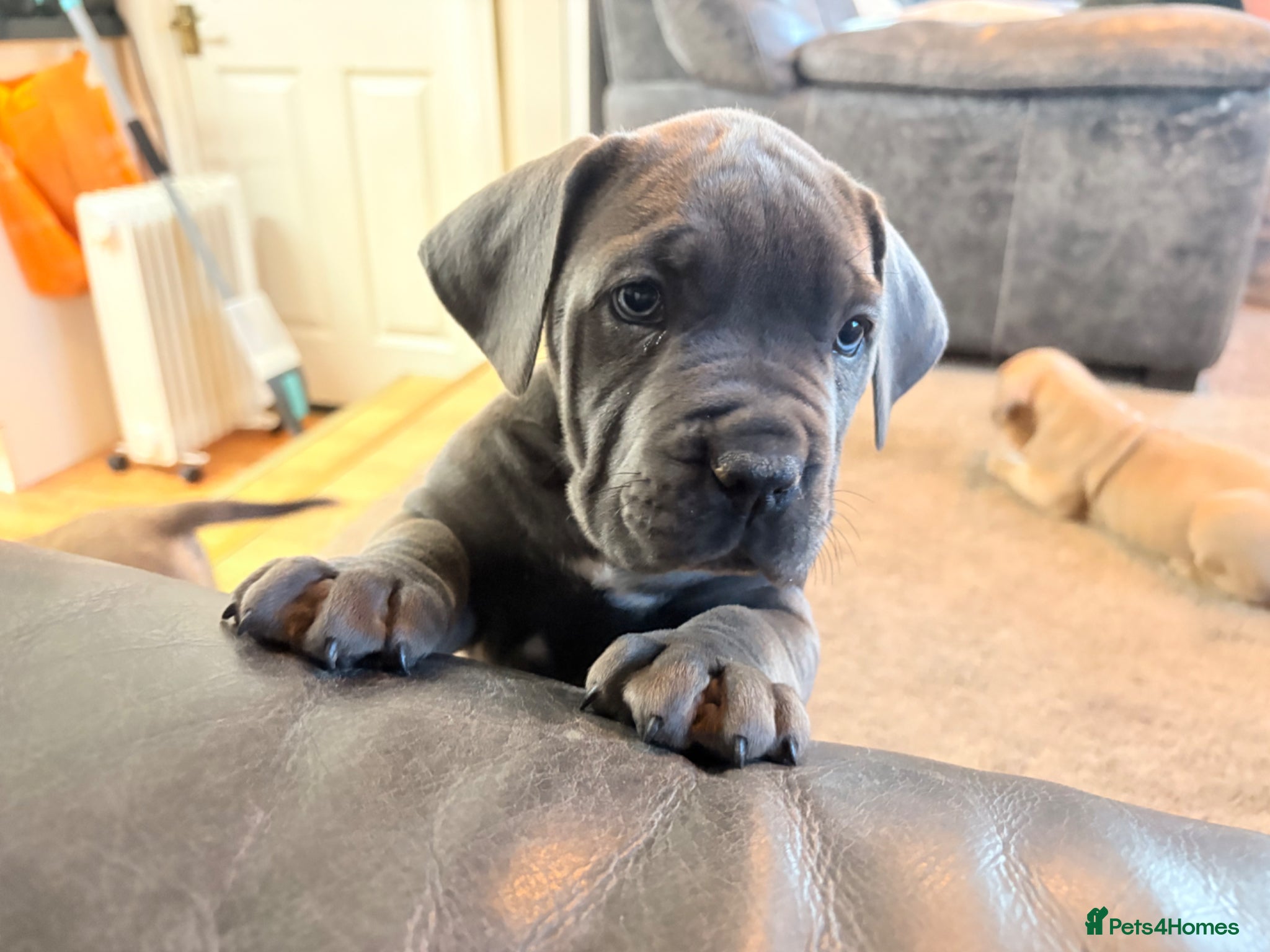 Boerboel dogs STUNNING NABBR REGISTERED GIRLS.  - Advert 1
