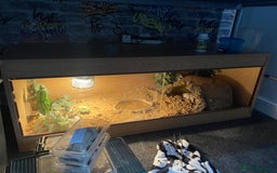Bearded Dragon reptiles for sale: Lovely Bearded Dragon 6yrs old with complete setup - Image 1