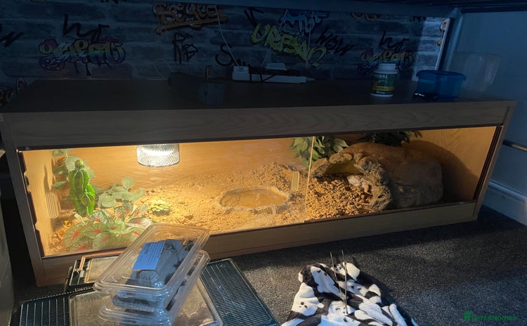 Bearded Dragon reptiles - Advert 14