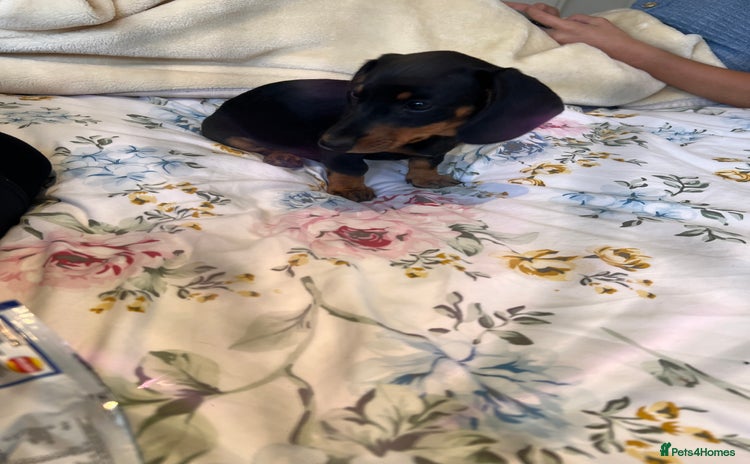 Dachshund dogs - Advert 9