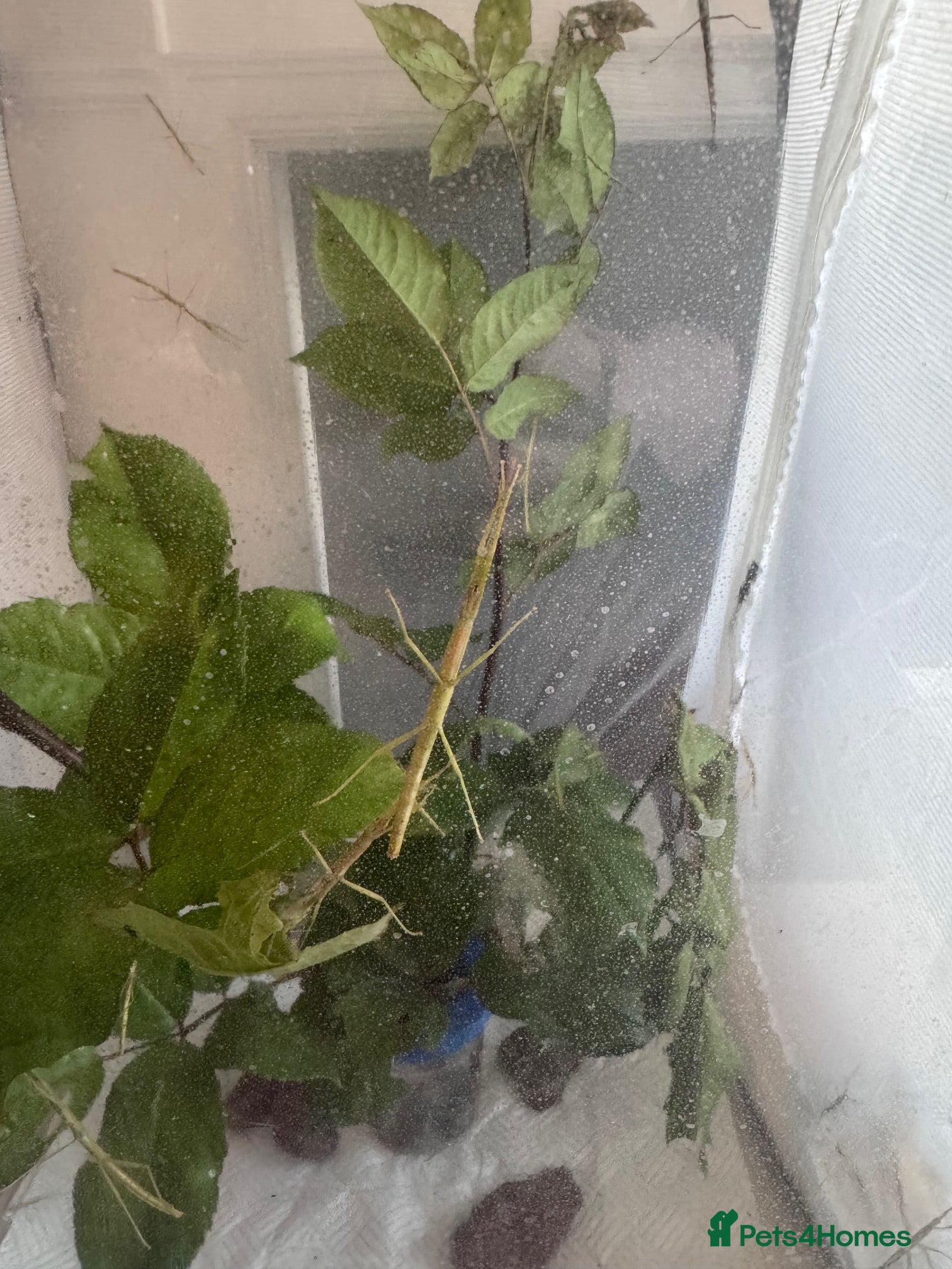 Stick Insects invertebrates for sale: Indian Stick Insects & Eggs for sale - Advert 1