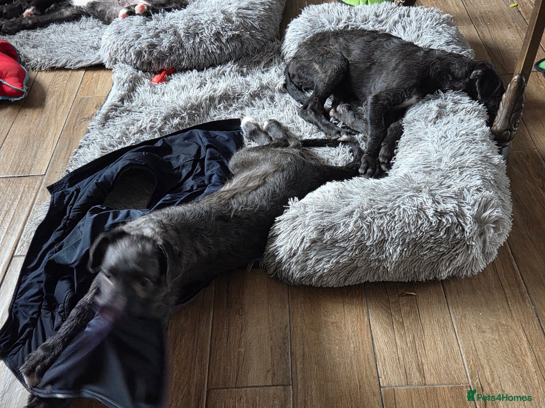 Deerhound dogs for sale: Scottish deerhound puppies - Image 2