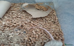 Mouse rodents for sale: 1 male and 4 female mice  - Image 4
