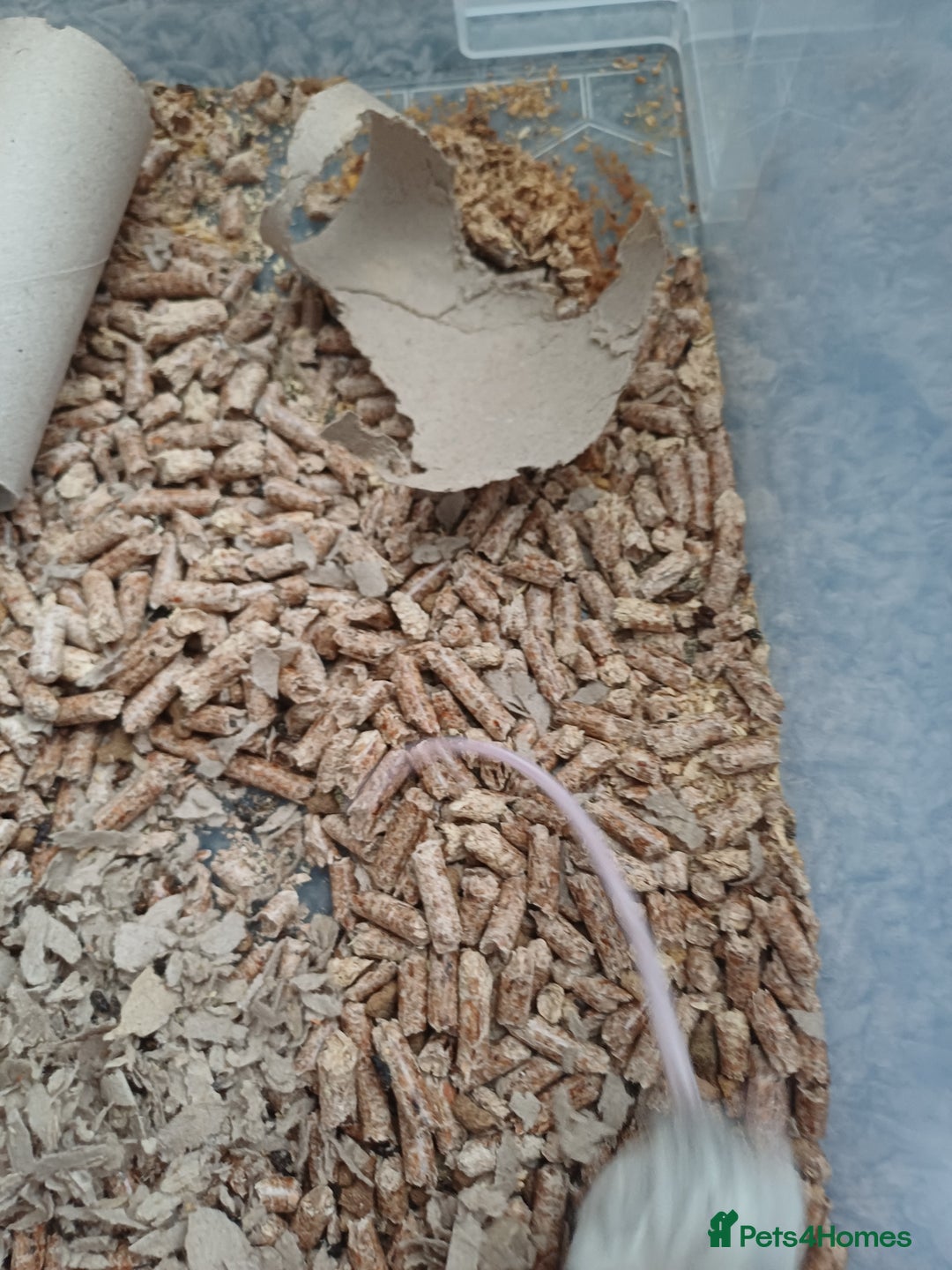 Mouse rodents for sale: 1 male and 4 female mice  - Image 4
