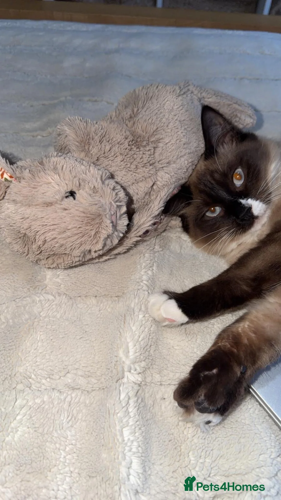 Ragdoll cats for sale: Blue Eyed Male Ragdoll Looking for a new home in Hartlepool - Advert 3