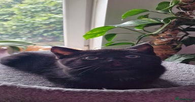 Mixed Breed cats - Advert 13