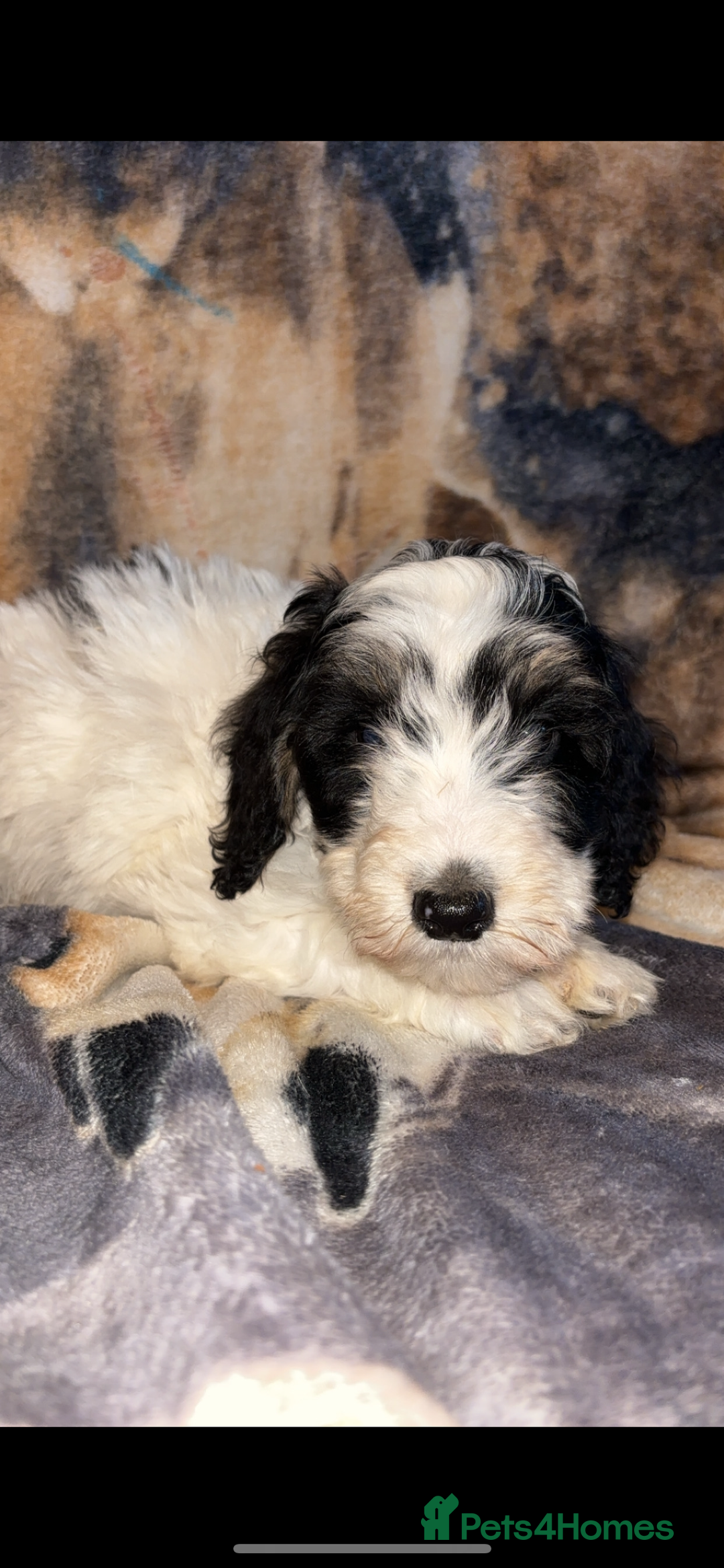 Cockapoo dogs for sale: Cockapoo puppies  - Image 7