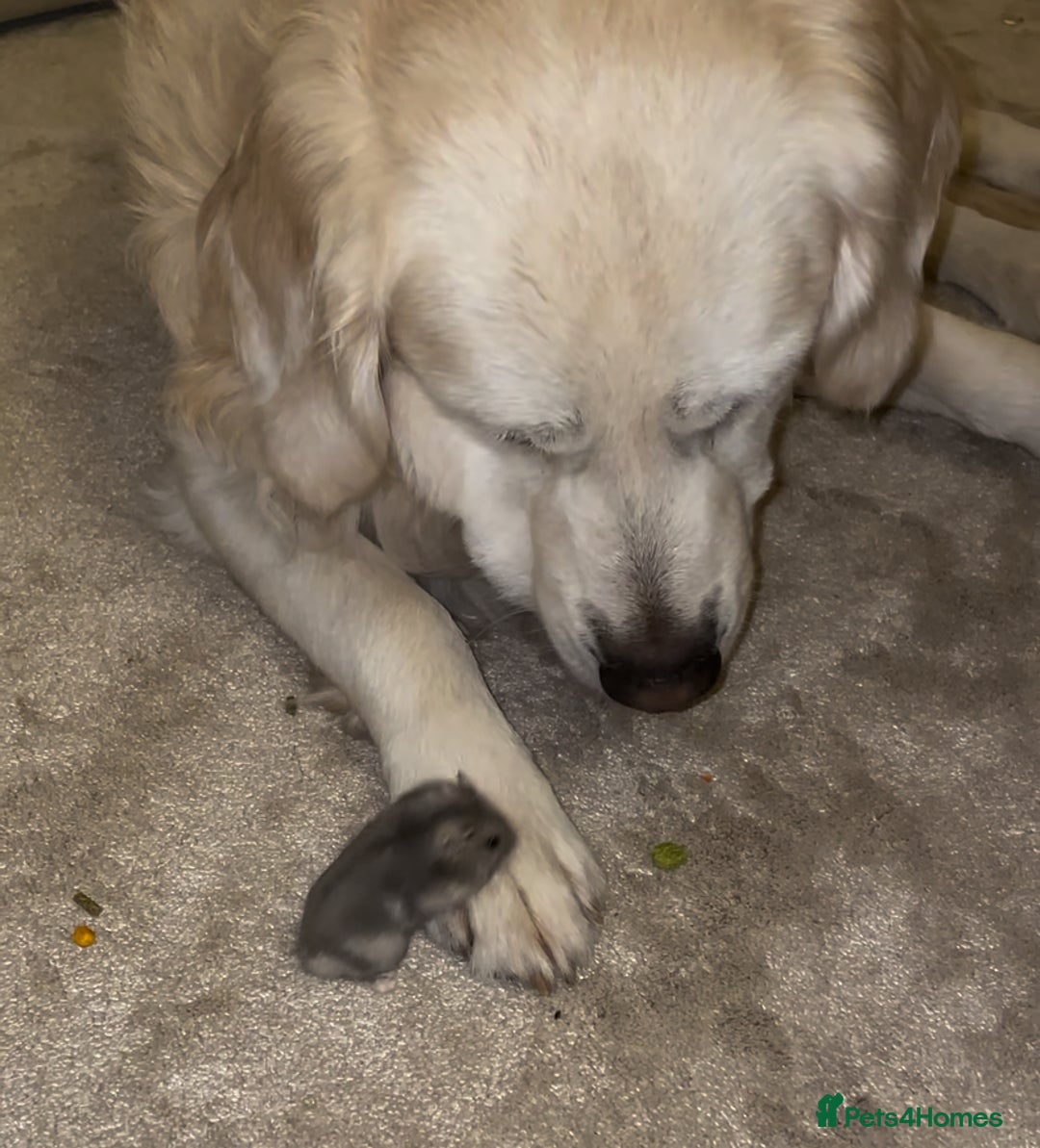 Golden Retriever dogs for stud: Beautiful golden retriever for stud  - Image 3