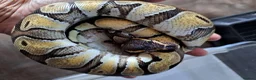 Snake reptiles for sale: Royal Pythons, Boa, Olive python Hoggies, Tortoise in Andover - Advert 9