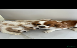 Cavapoo dogs for sale: Stunning Blenheim F1 Cavapoo’s puppies  - Image 11