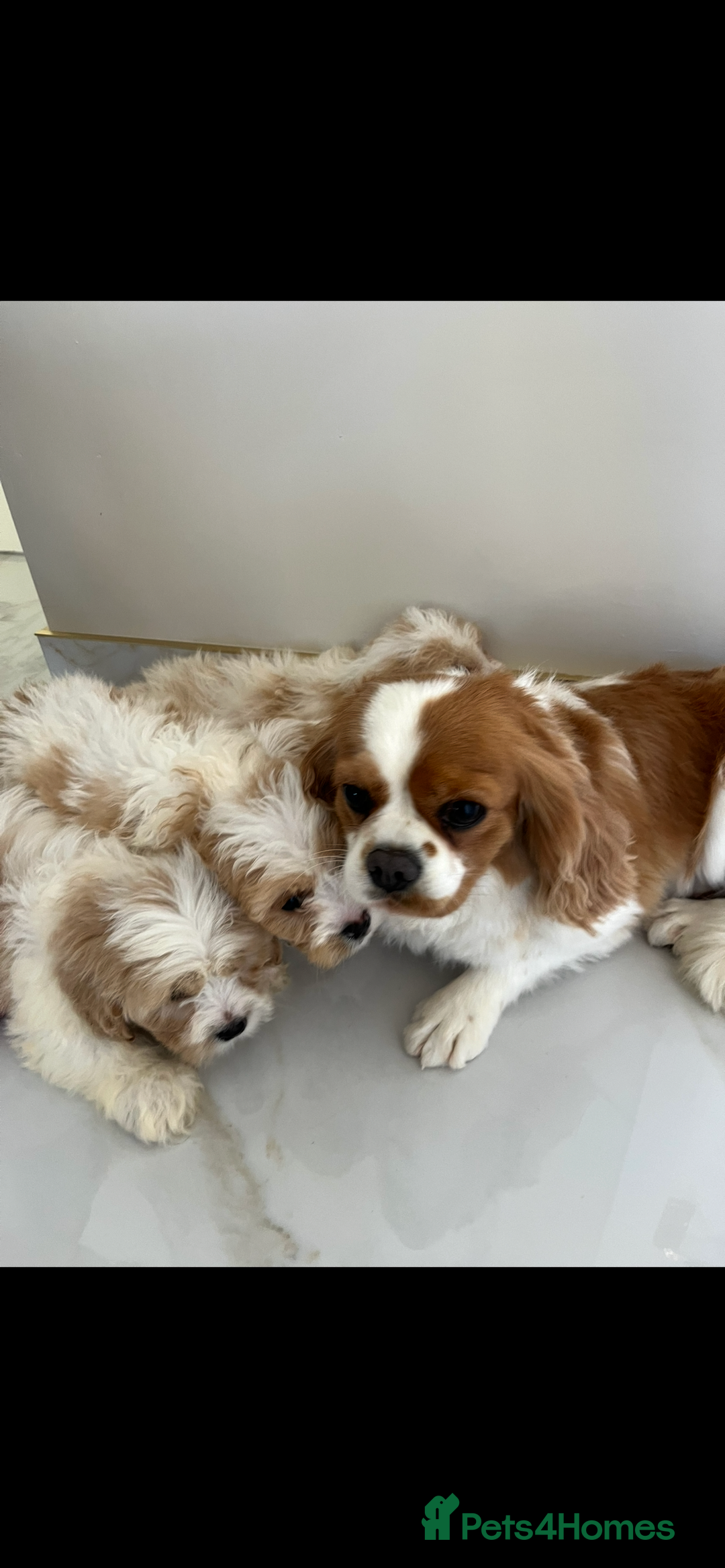 Cavapoo dogs for sale: Stunning Blenheim F1 Cavapoo’s puppies  - Image 11