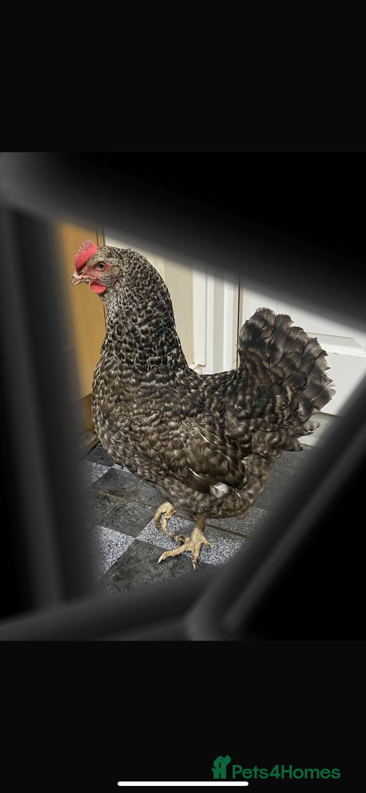 Chickens poultry Laying hens - Advert 1