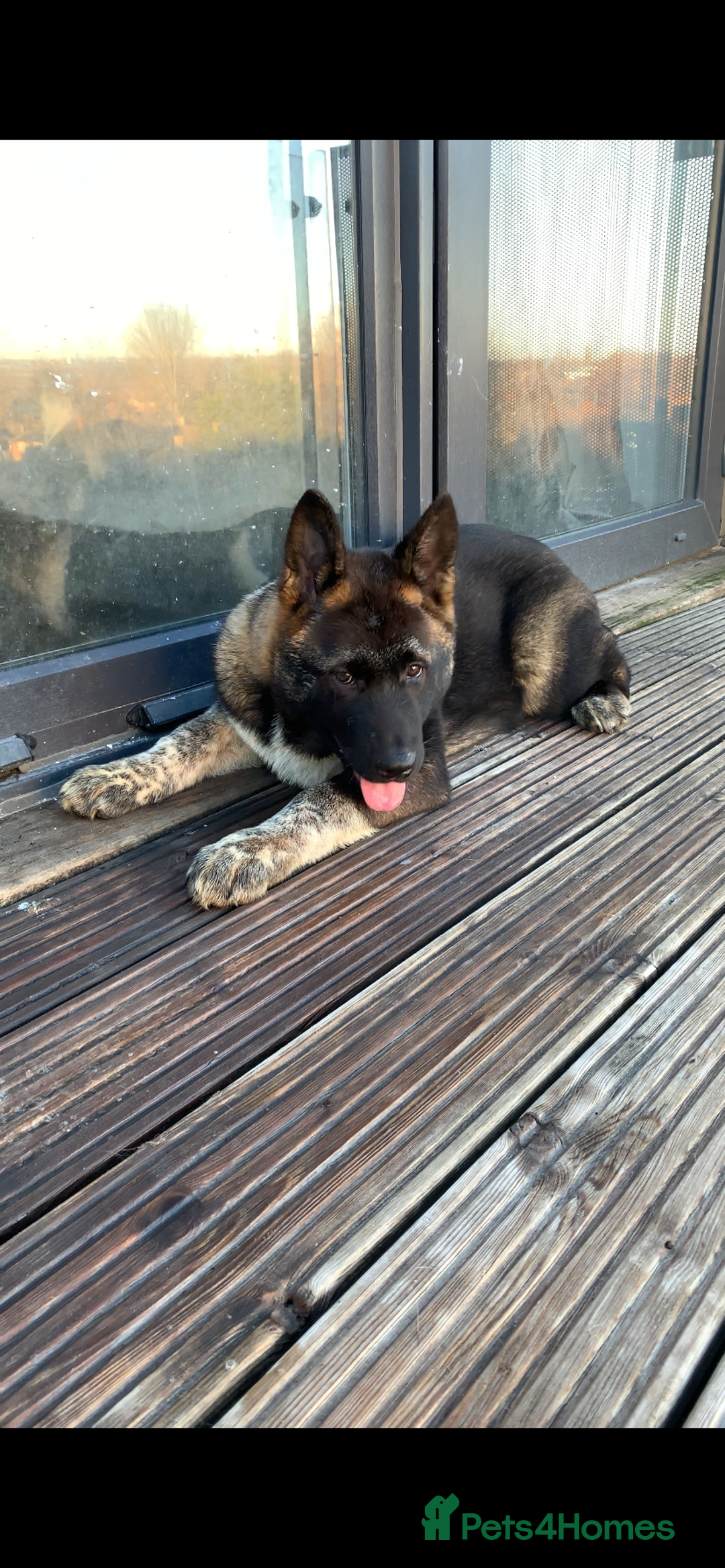 Akita dogs for sale: American Akita puppies  - Advert 2