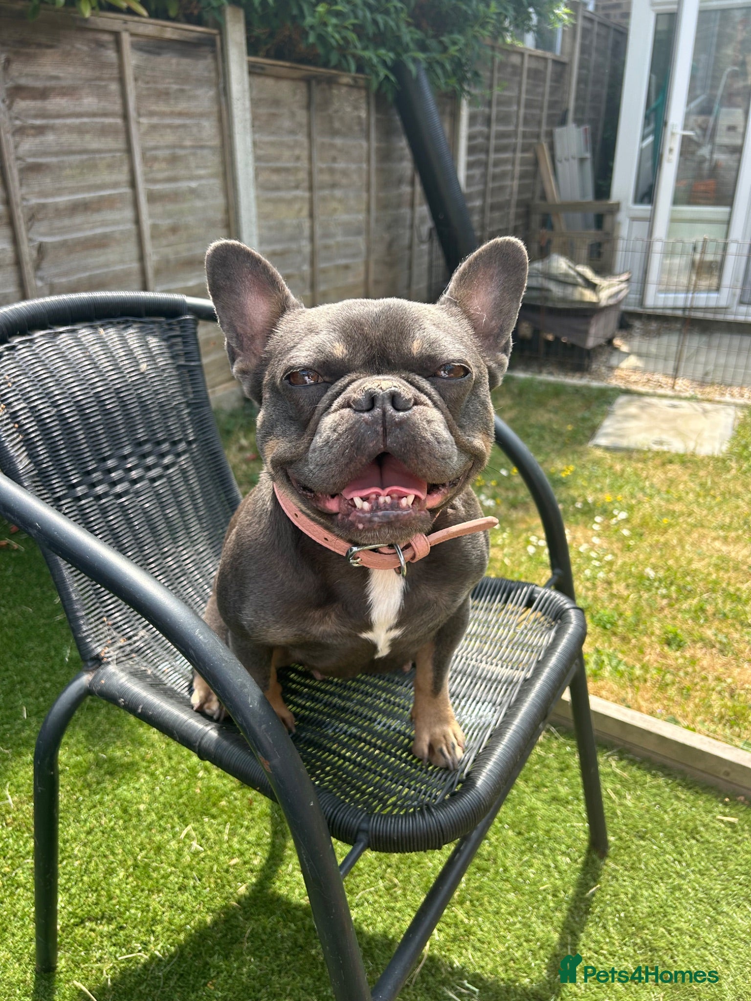 French Bulldog dogs This is Dolly-May - Advert 2