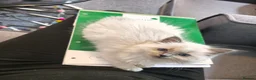 Ragdoll cats for sale: Beautiful Ragdoll Kittens - Advert 2