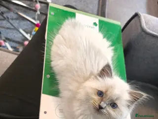 Ragdoll cats Beautiful Pure Blue Point Ragdoll Kittens - Advert 1