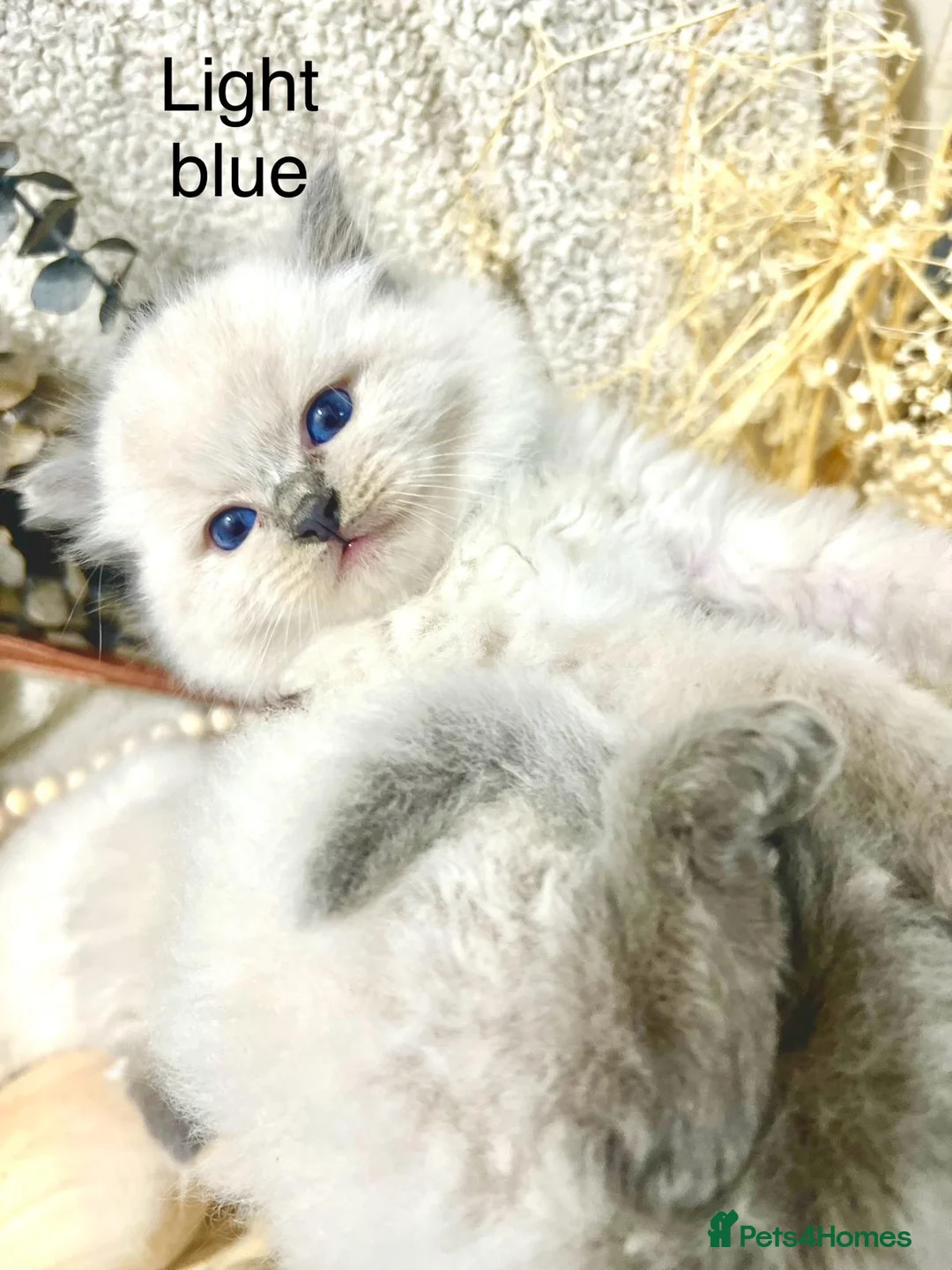 Ragdoll cats for sale: Happy new year Ragdoll lovers!! - Advert 4