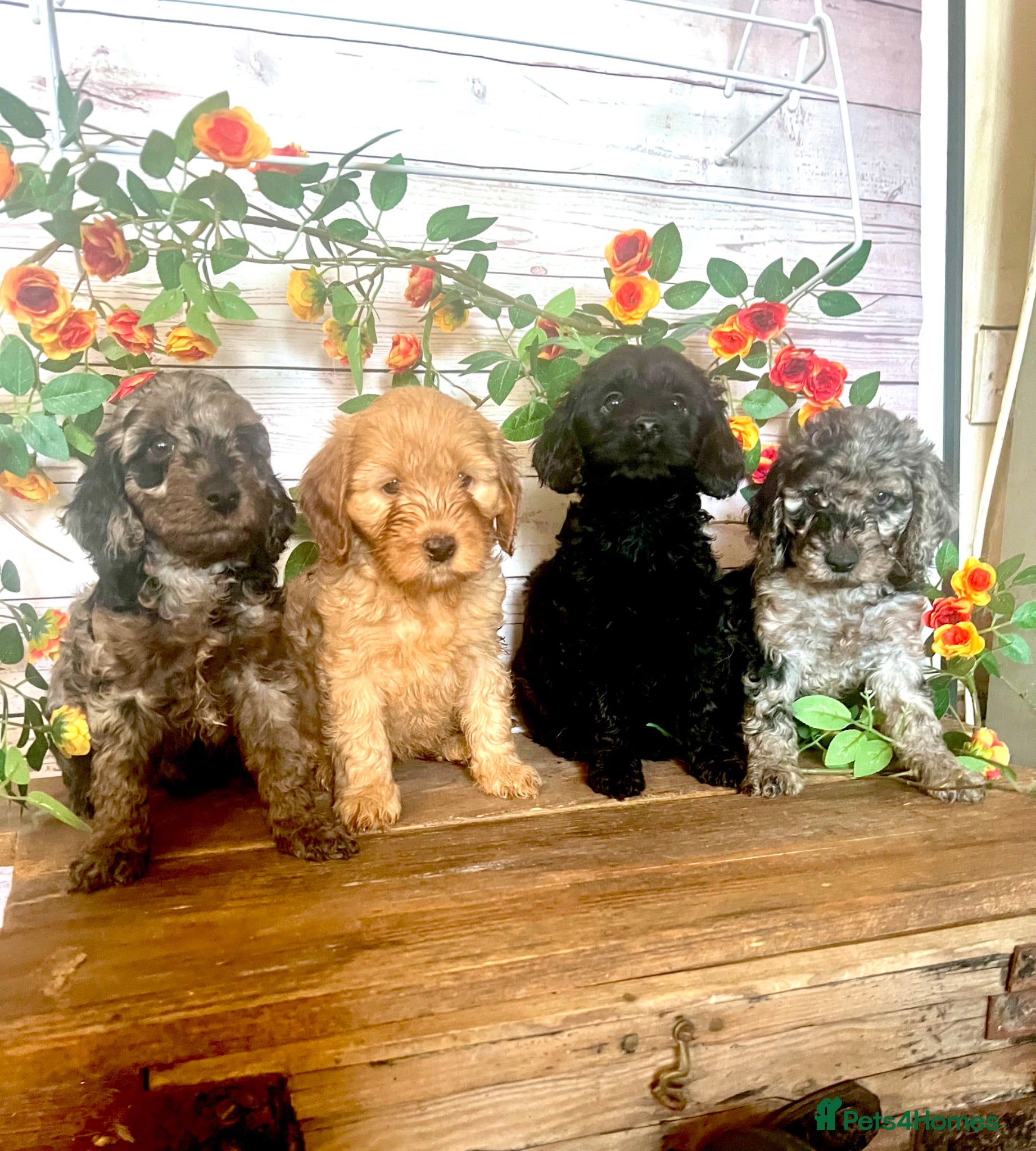 Cockapoo dogs Rare Blue Merle Cockapoo Puppies  - Advert 14