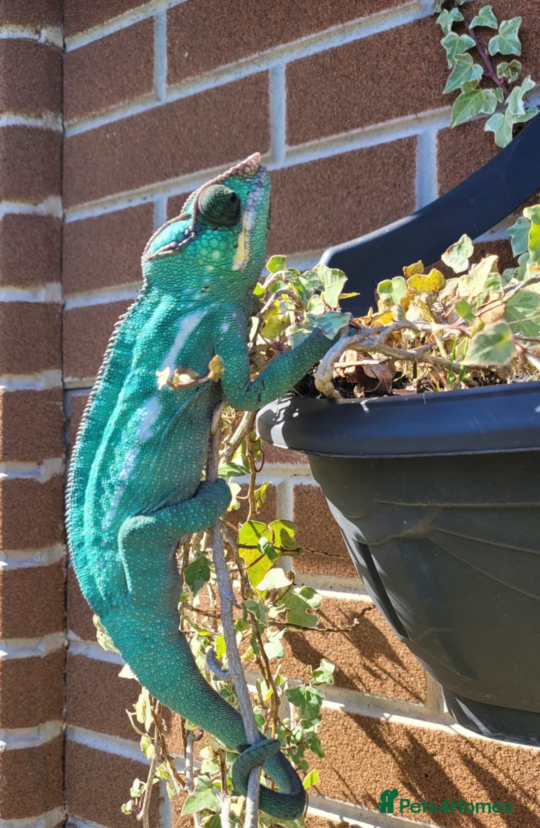 Chameleon reptiles for sale: Super Tame Panther Chameleon - Nosy Be - Advert 14