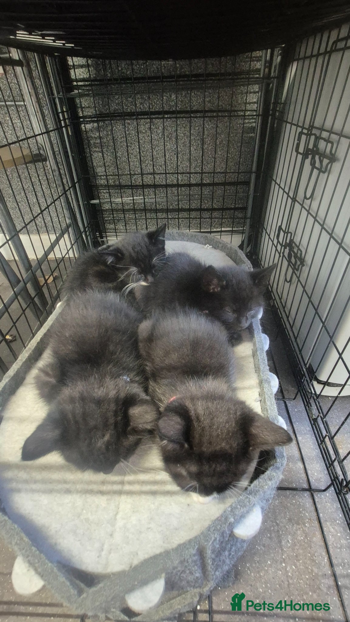 Mixed Breed cats 4 kittens 8 weeks old.  - Advert 9