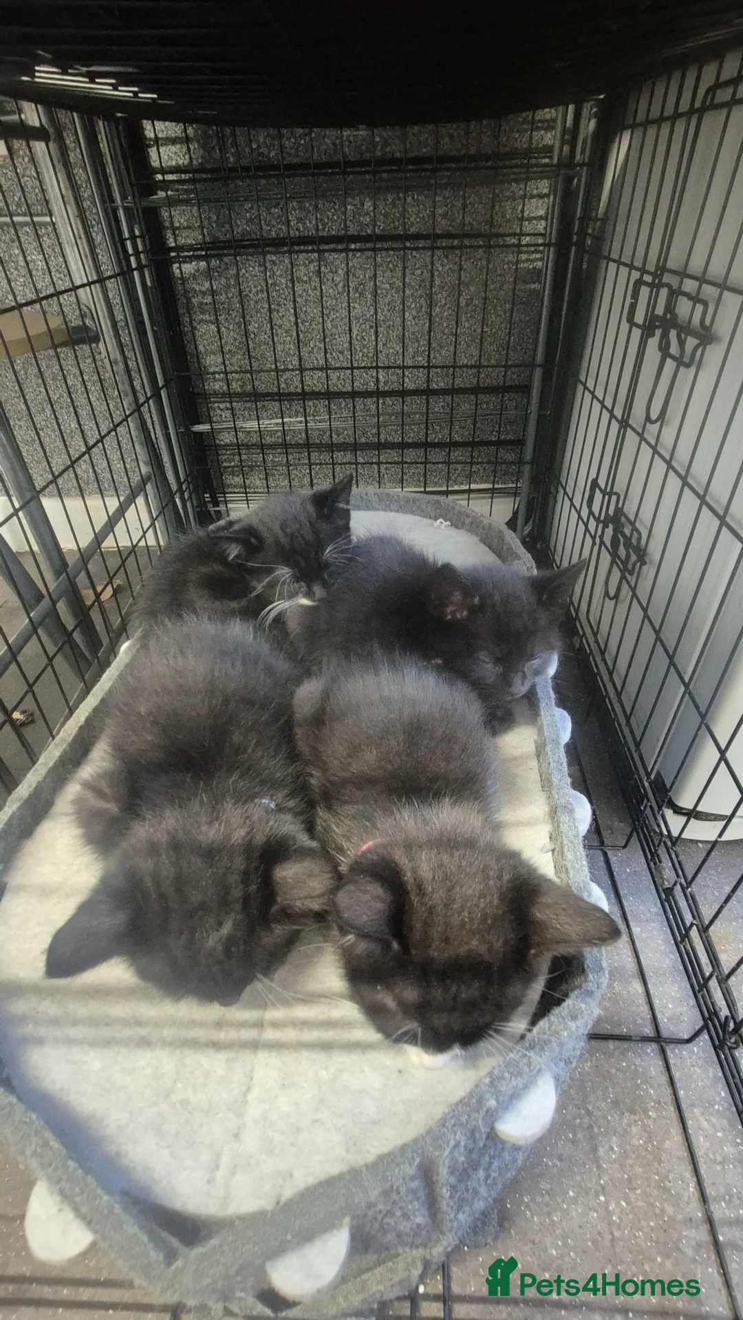 Mixed Breed cats for sale: 4 kittens 8 weeks old.  - Advert 1