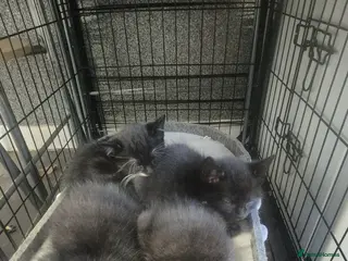 Mixed Breed cats 4 kittens 8 weeks old. - Advert 9