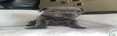 Staffordshire Bull Terrier 4