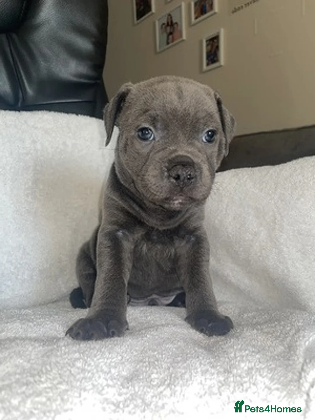 Staffordshire Bull Terrier dogs for sale: Staffordshire Bull Terrier Puppies for Sale in London - Advert 1