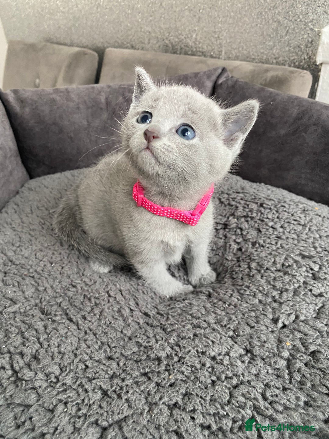 Russian Blue cats for sale: Russian blue kittens  - Advert 31