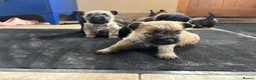 Cairn Terrier dogs for sale: KC Registered Cairn Terrier Pups - Advert 18