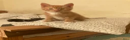 Domestic Shorthair cats for sale: 3 beautiful kittens is ready to go - Advert 8