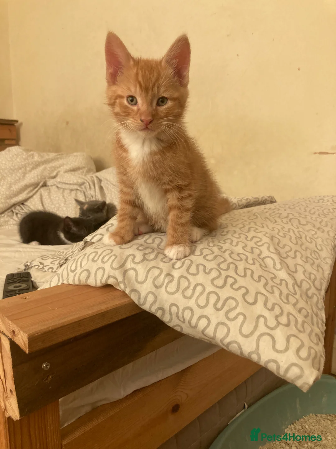 Domestic Shorthair cats for sale: 3 beautiful kittens is ready to go - Advert 8