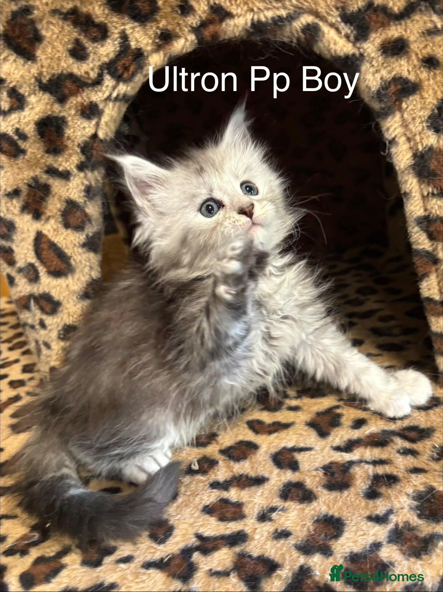 Maine Coon cats Stunning tica registered Maine coon kittens  - Advert 6