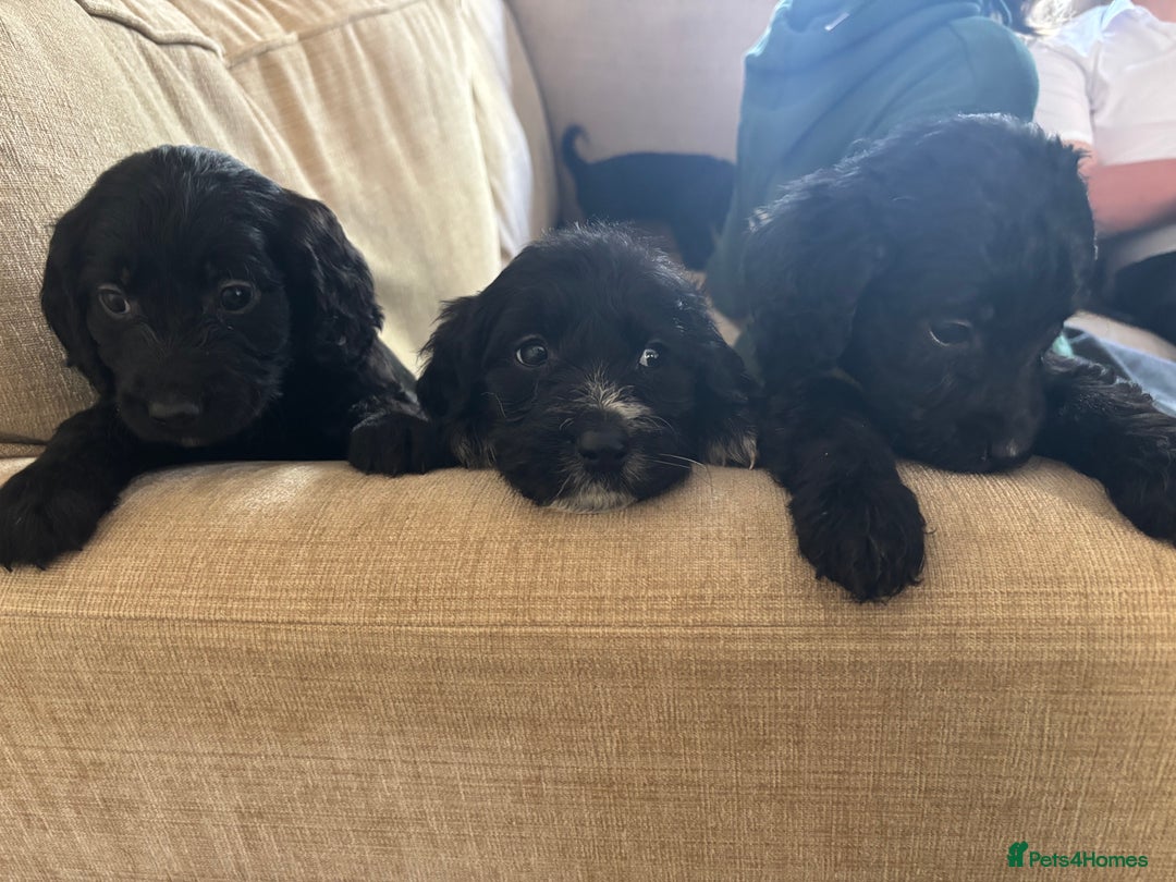 Goldendoodle dogs for sale: 12 Stunning Goldendoodles - Image 21