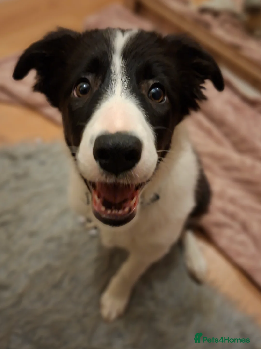 Border Collie dogs for sale: POPPY - Advert 3