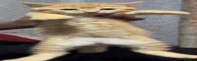 Mixed Breed Kitten 1