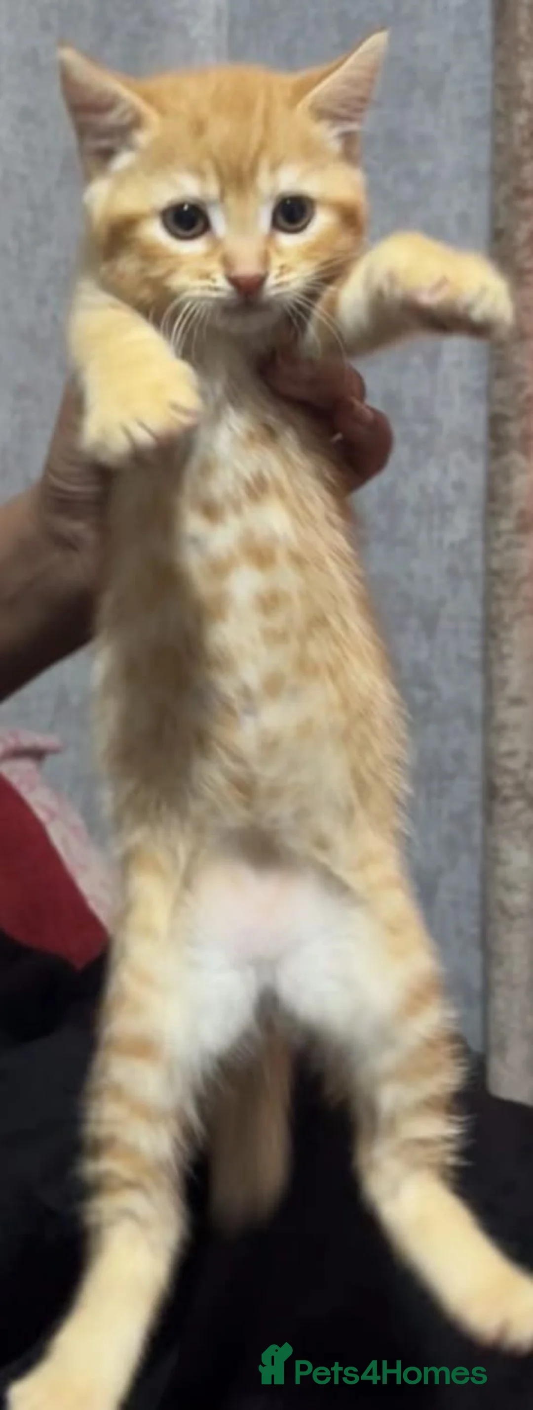 Mixed Breed cats for sale: maine coon x british short hair - Advert 11
