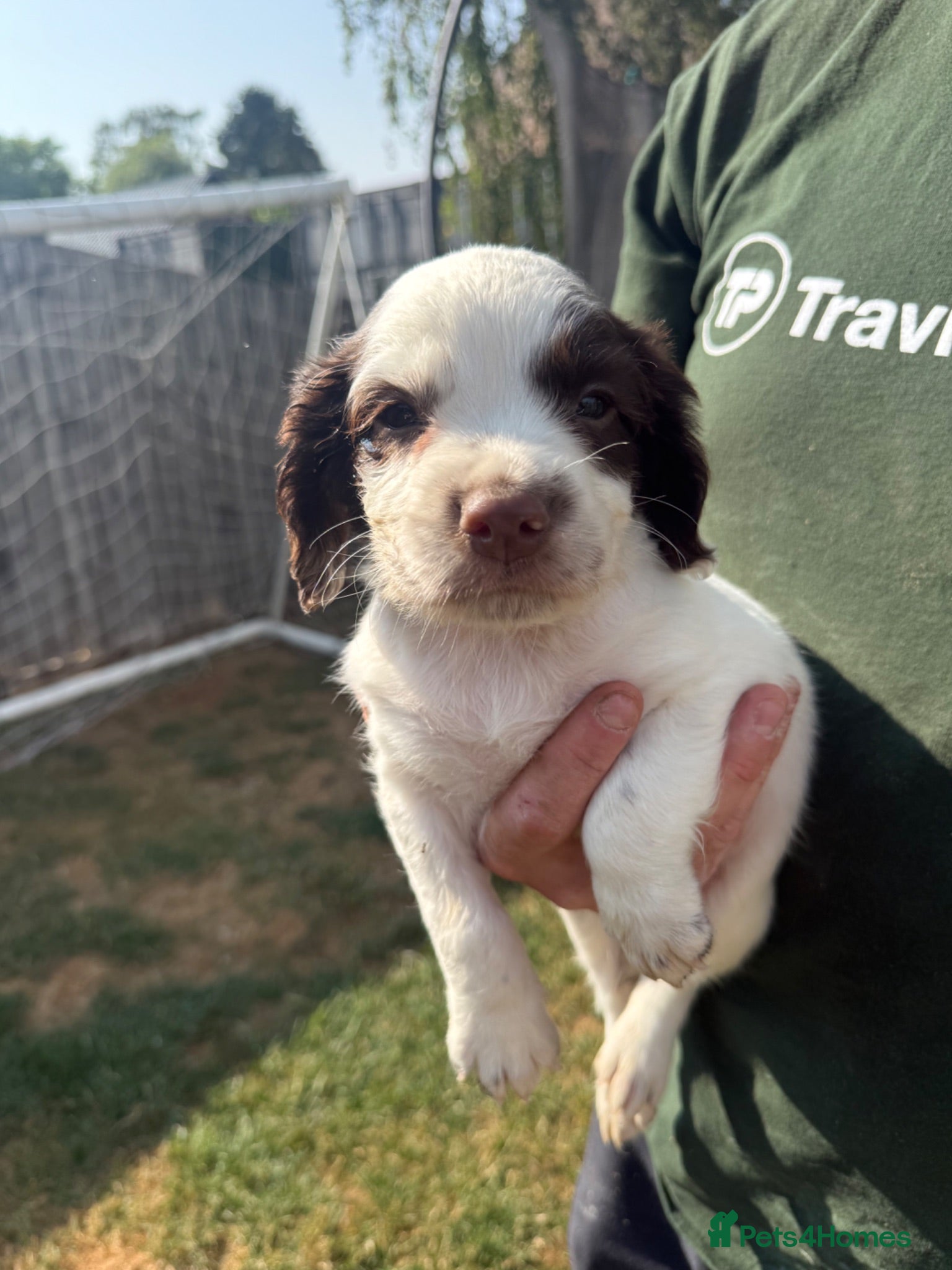 English Springer Spaniel dogs KC REG ESS WORKING/PET PUPS 🐶❤️ - Advert 2