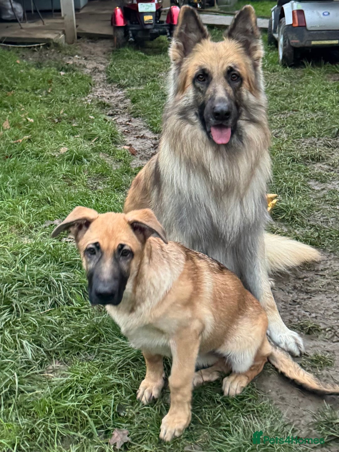 Mixed Breed dogs for sale: Beautiful Inca & handsome Nanuq PUPDATE x5 - Advert 31