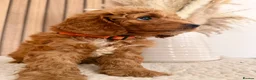 Cockapoo dogs for sale: F1B Red cockapoo puppies  in Bridgend - Advert 13