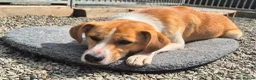 Mixed Breed dogs for adoption: Henry - In Ayr Looking for a home  - Advert 10