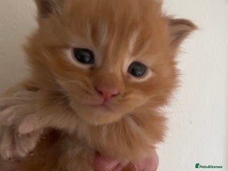 Maine Coon cats Tica Registered Maine Coons - Advert 2