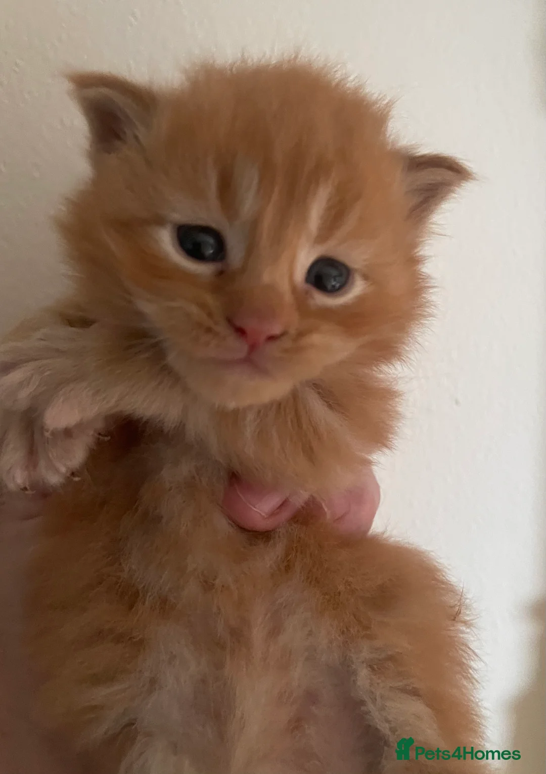 Maine Coon cats for sale: Tica Registered  Maine Coon Girl - Advert 18