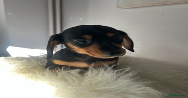 Miniature Dachshund dogs - Advert 2