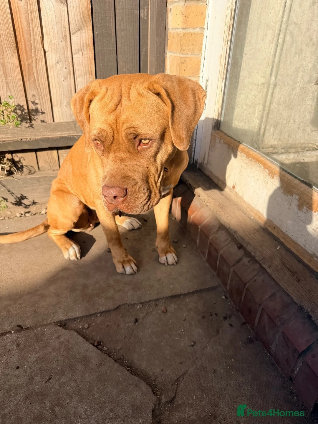 Mixed Breed dogs for sale: Beautiful Mastiff mixed breed  - Advert 2