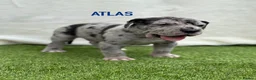 Great Dane dogs for sale: Chunky Great Dane puppies  - Advert 13