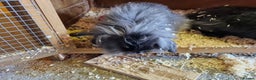 Lionhead rabbits for sale: 6 baby bunnies looking for new homes - Advert 4